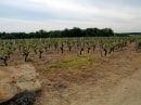 vignes (Rilly)